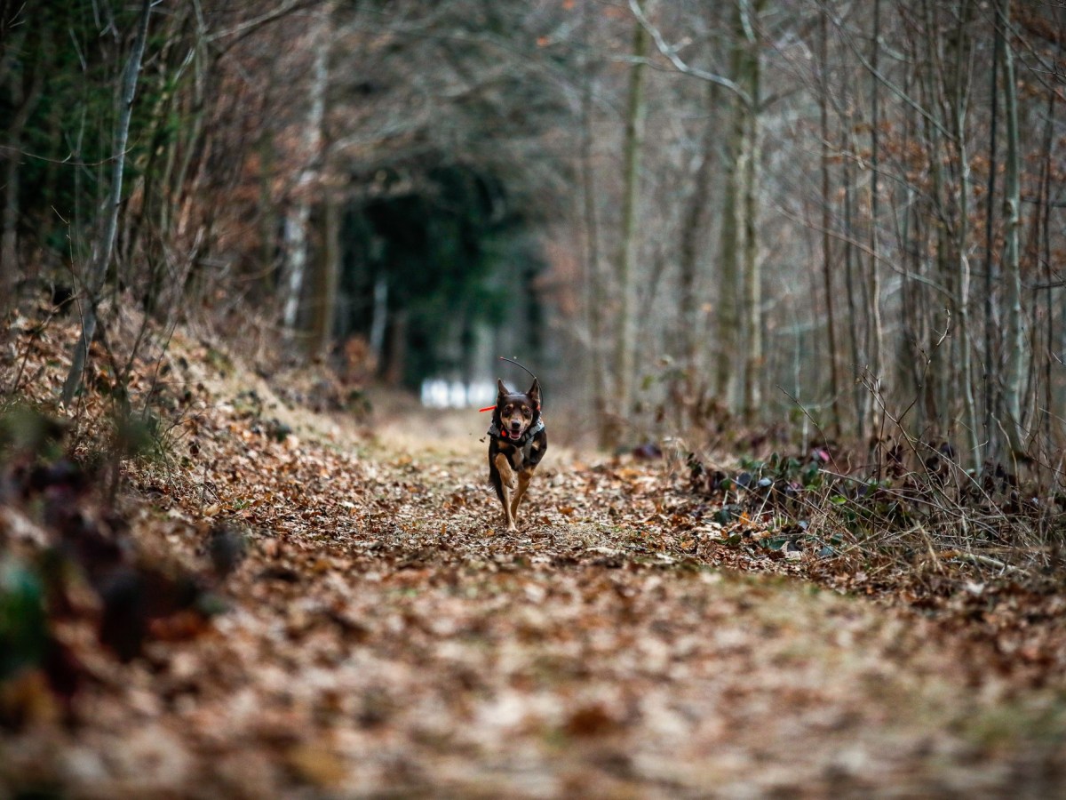 Wald, Wind & wilde&nbsp;Nasen!