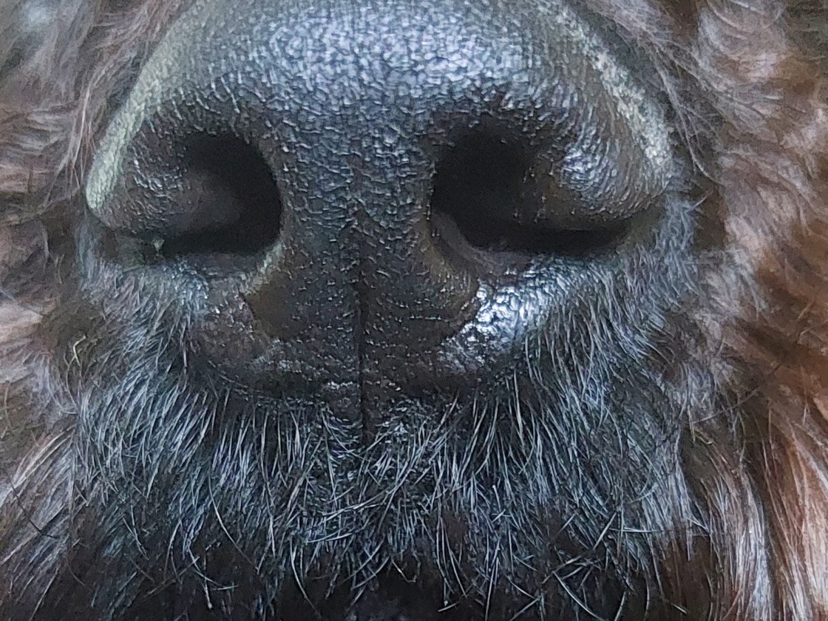 NASE